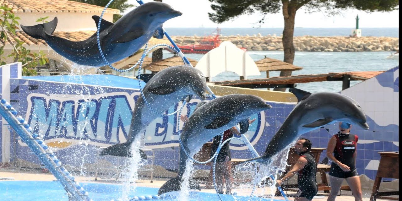 Dolphin show activity