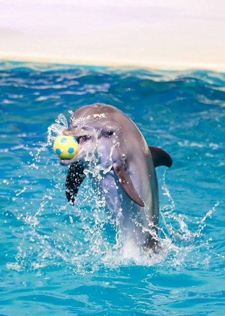 Dolphin show thumbnail